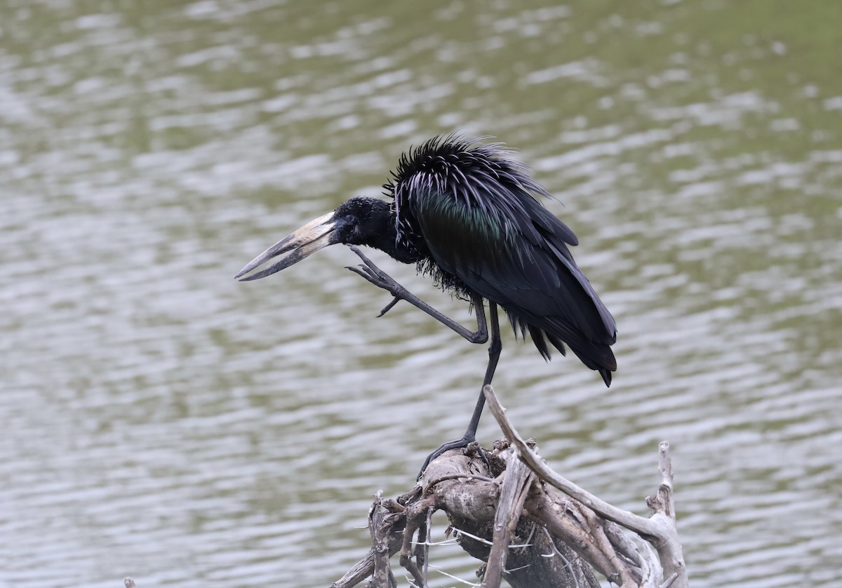 Лелека-молюскоїд африканський - ML647671346