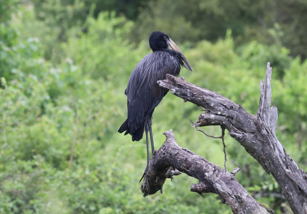 Лелека-молюскоїд африканський - ML647671350