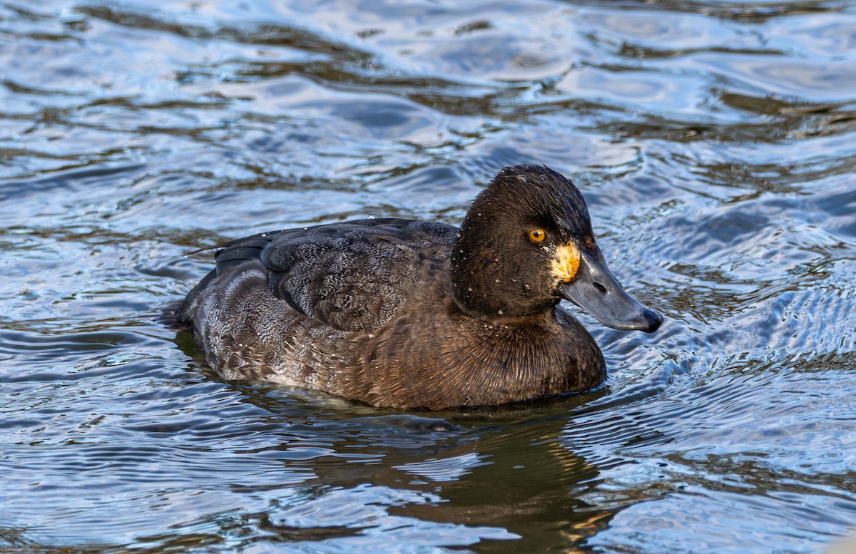 Чернь американська - ML647671352