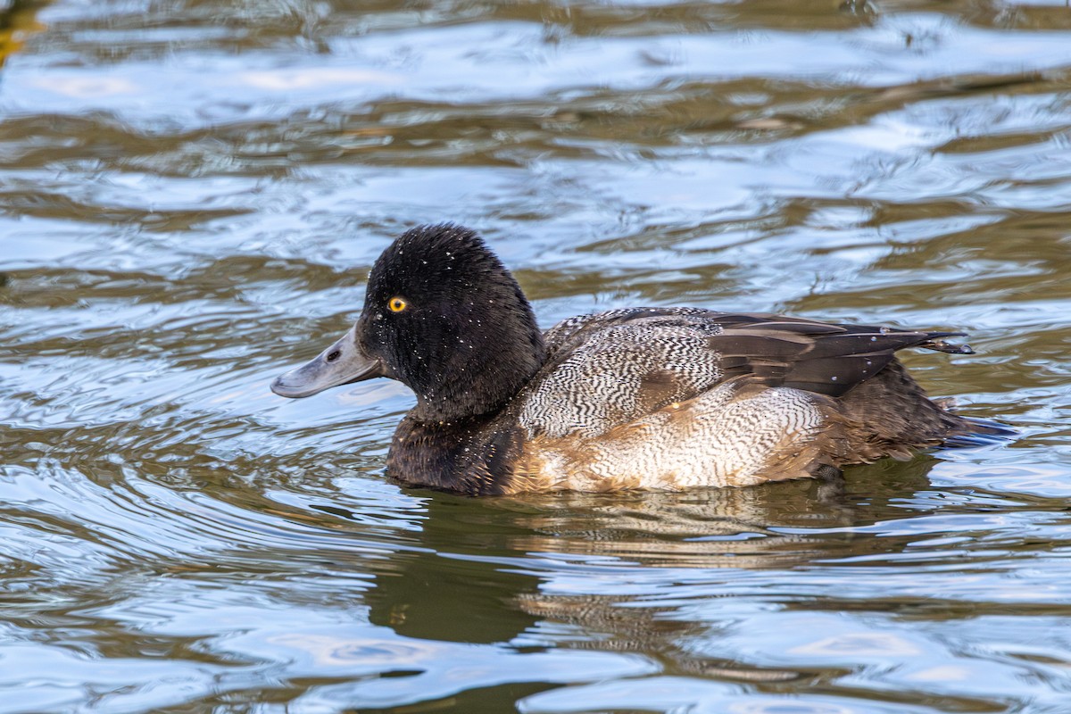 Чернь американська - ML647671355