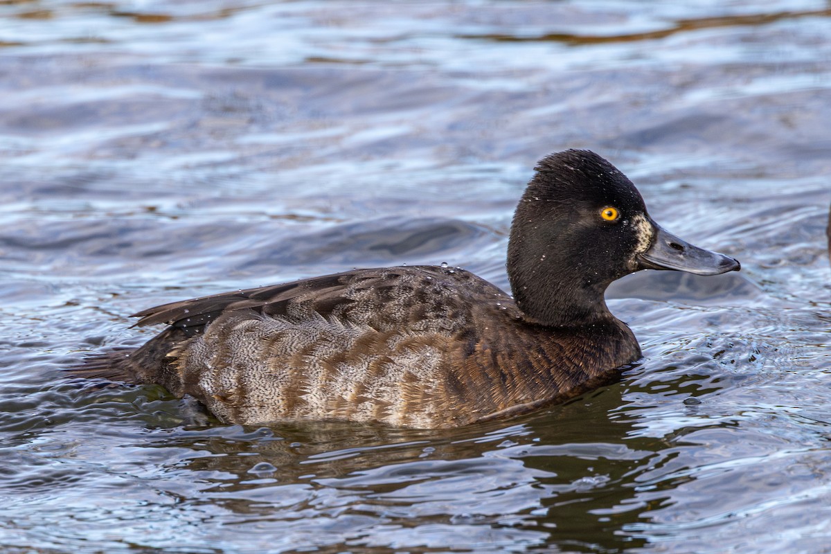 Чернь американська - ML647671357