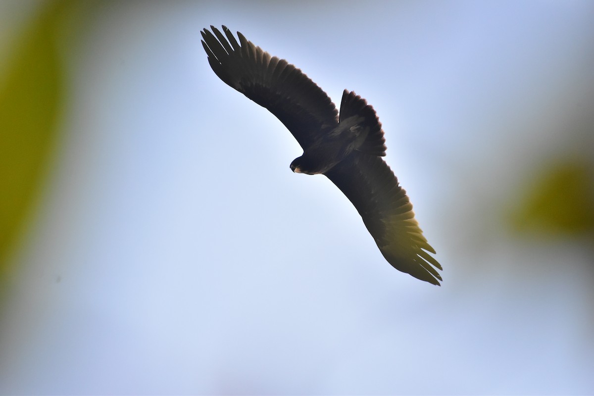 カラフトワシ - ML647671366