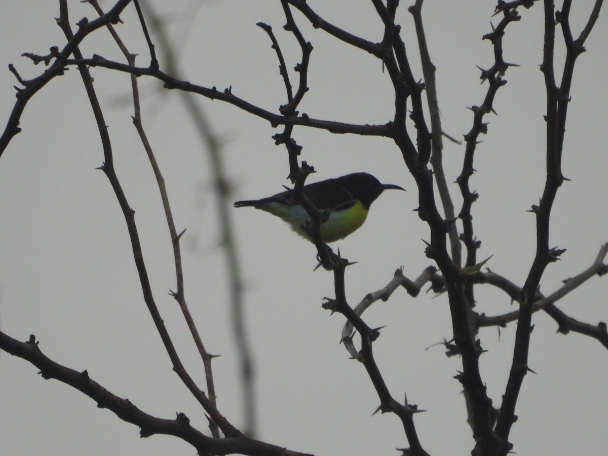 クリセタイヨウチョウ - ML647671369