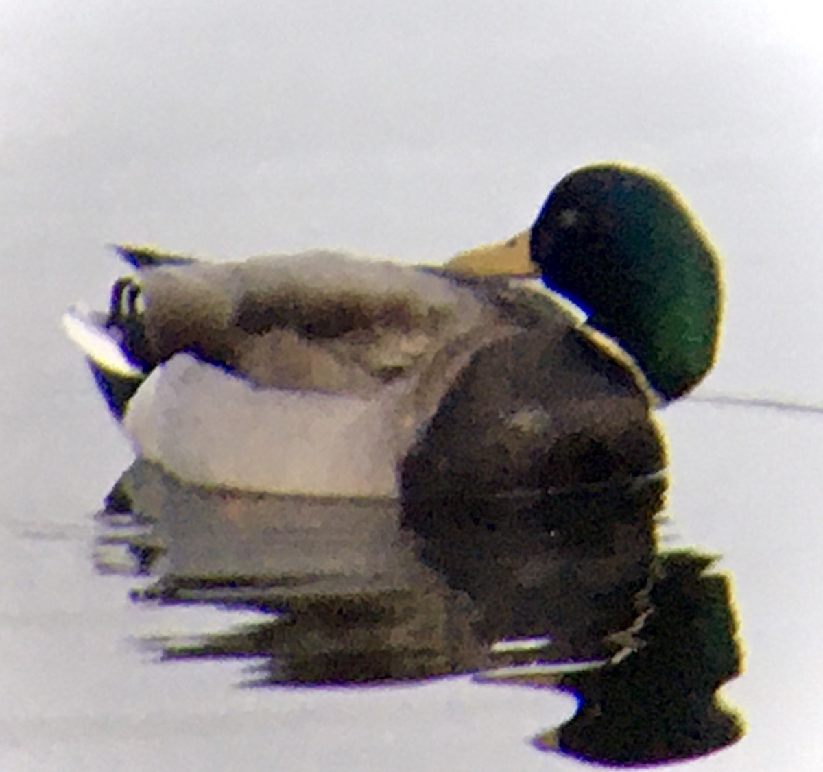 マガモ - ML647671370