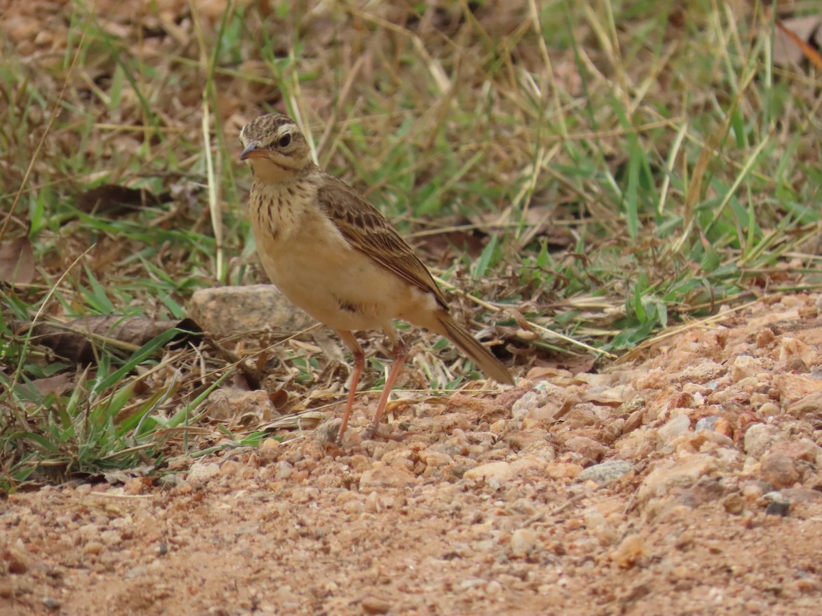 ヒメマミジロタヒバリ - ML647671371