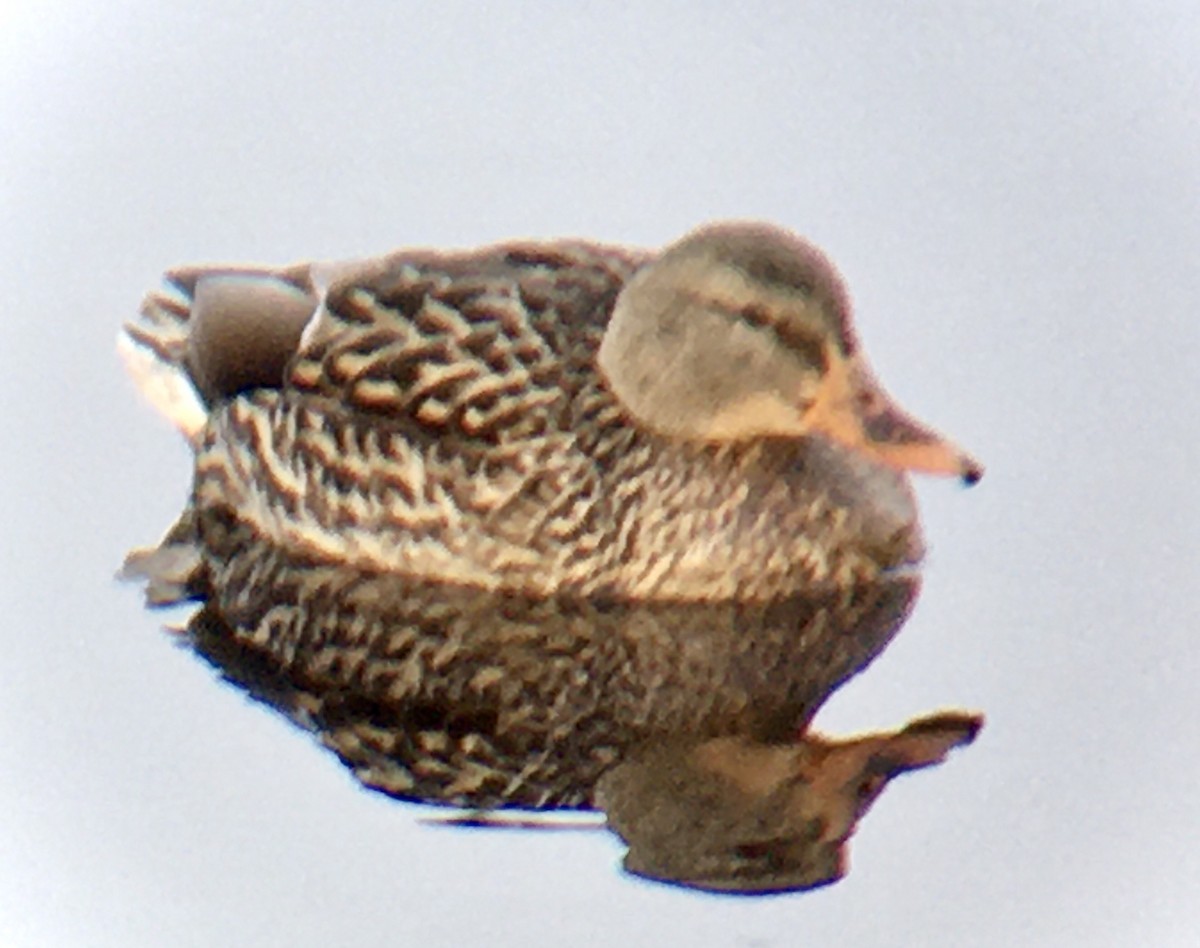 マガモ - ML647671372