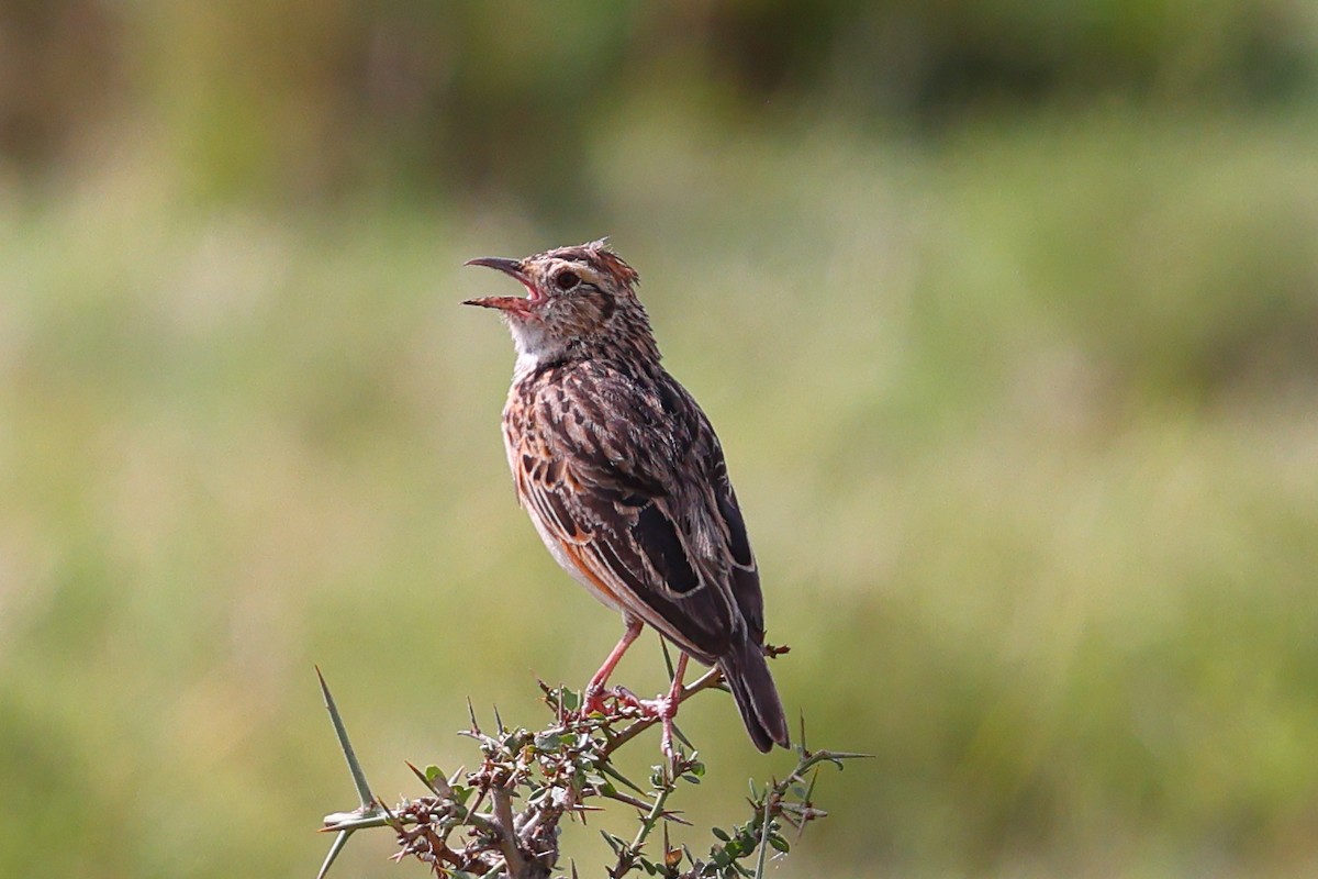Rufous-naped Lark - ML647671373