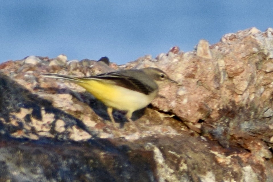 キセキレイ - ML647671374