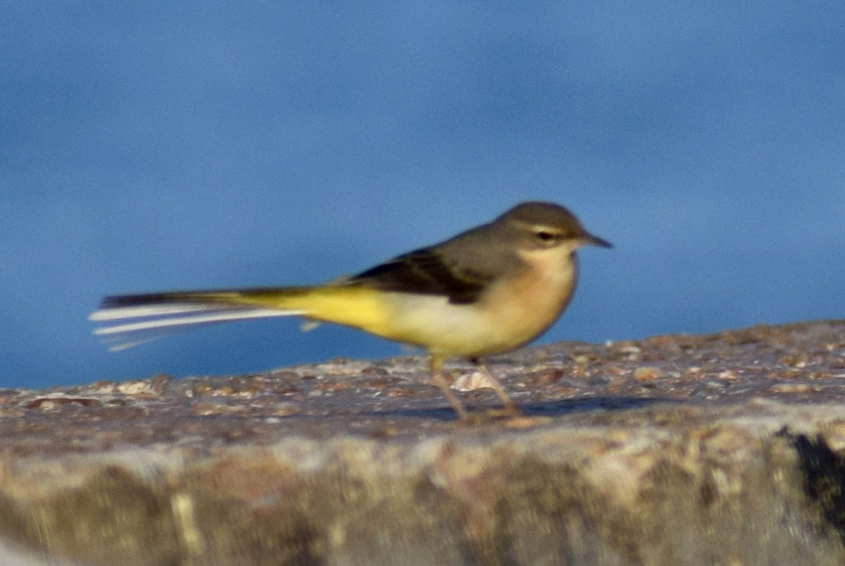 ニシツメナガセキレイ - ML647671376