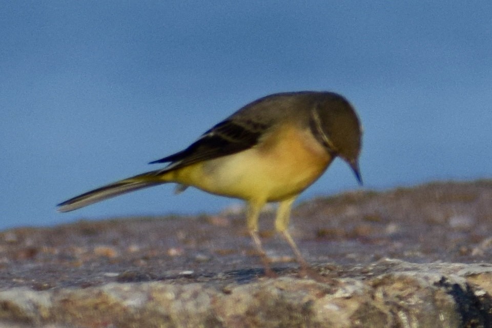 ニシツメナガセキレイ - ML647671377