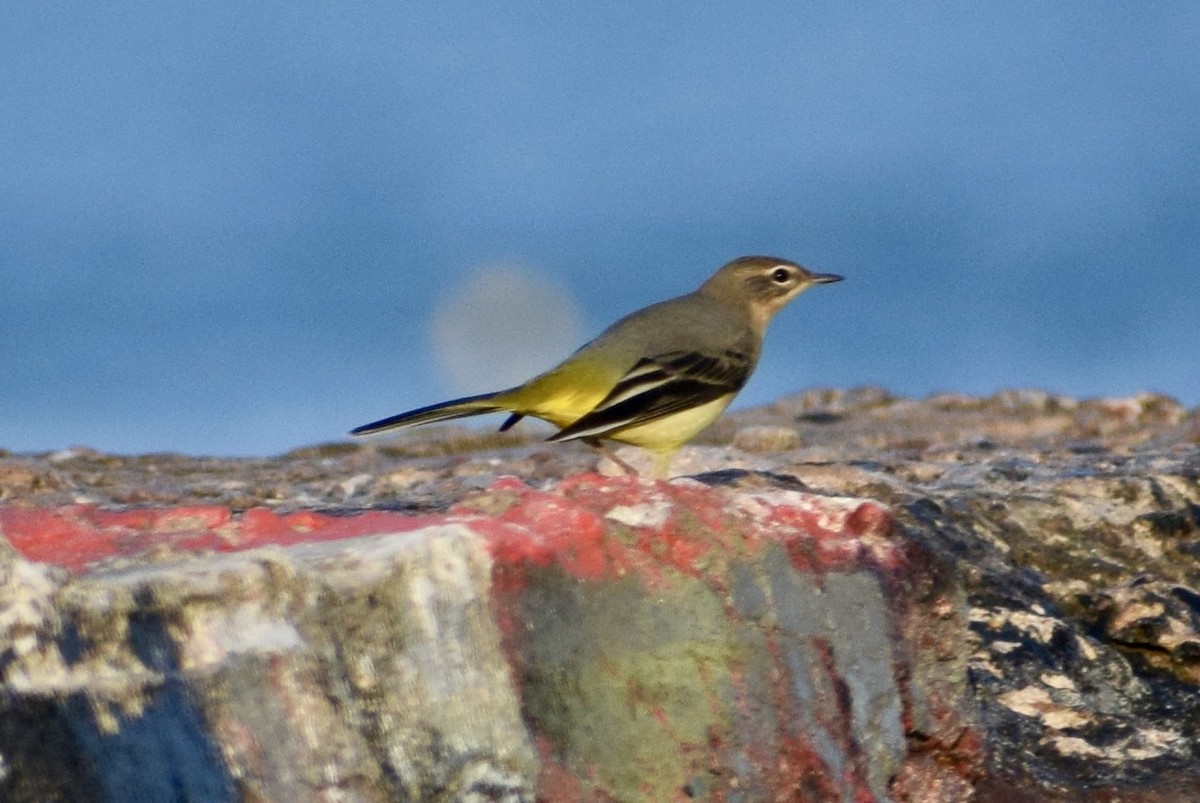 ニシツメナガセキレイ - ML647671378