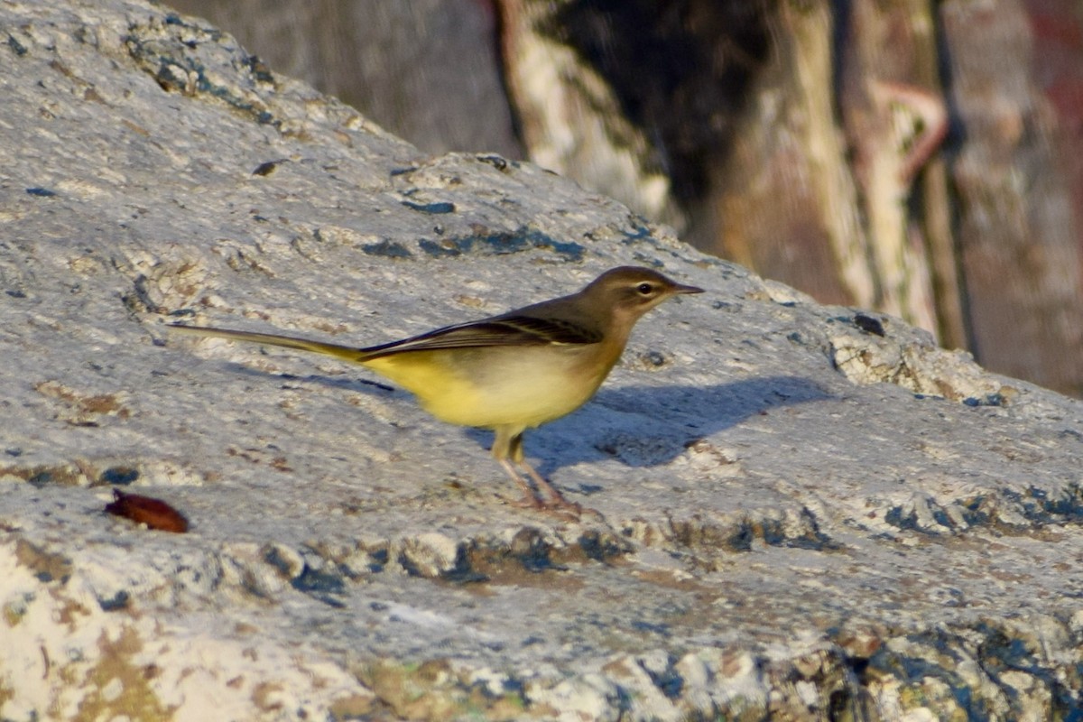 ニシツメナガセキレイ - ML647671379