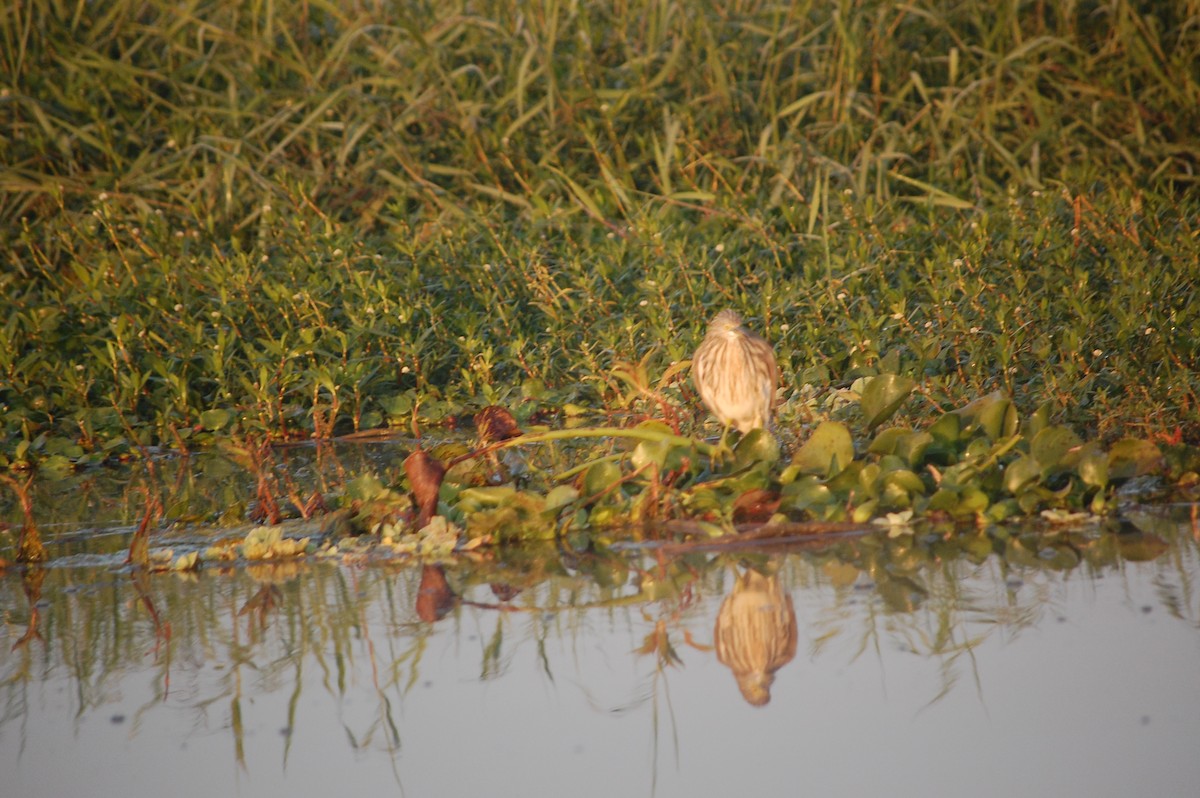 インドアカガシラサギ - ML647671380