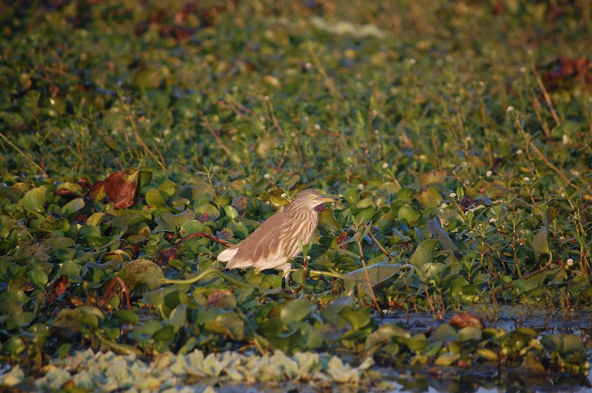 インドアカガシラサギ - ML647671381