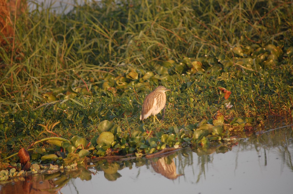 インドアカガシラサギ - ML647671382