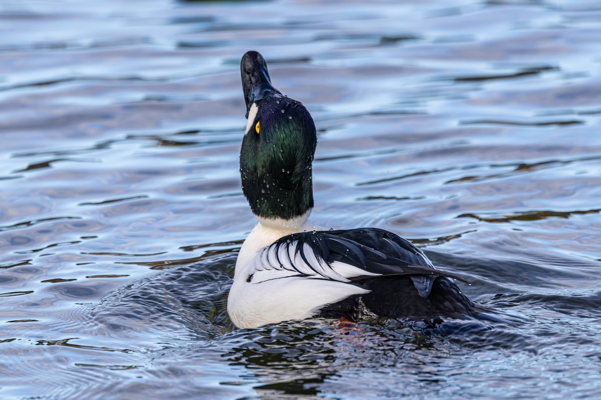 ホオジロガモ - ML647671383