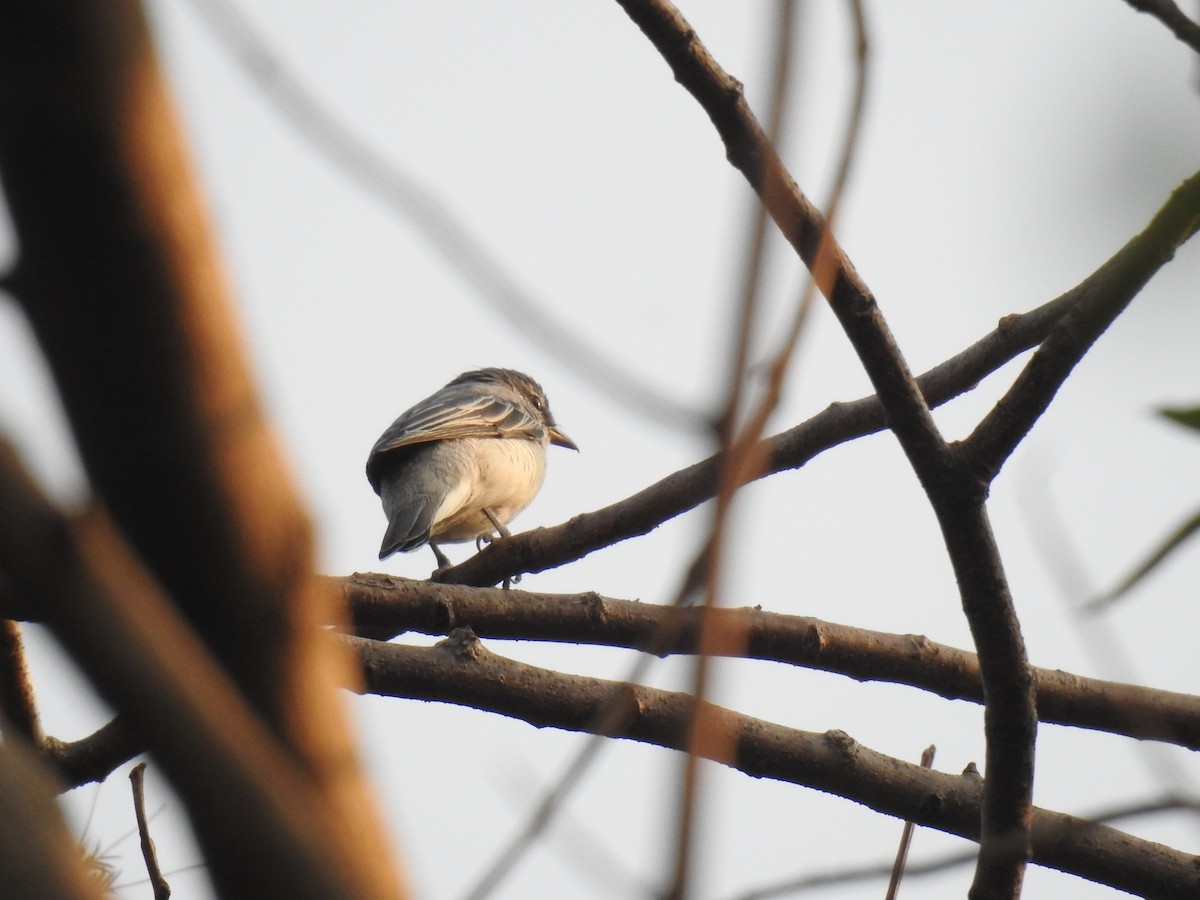 ズグロアサクラサンショウクイ - ML647671384