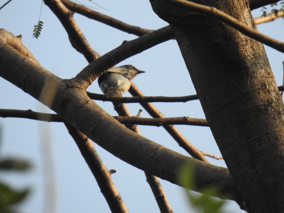 ズグロアサクラサンショウクイ - ML647671385