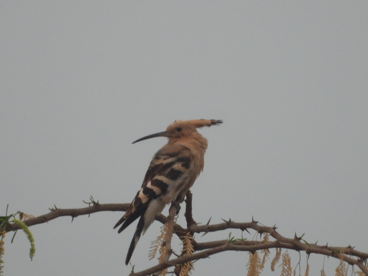 ヤツガシラ - ML647671386