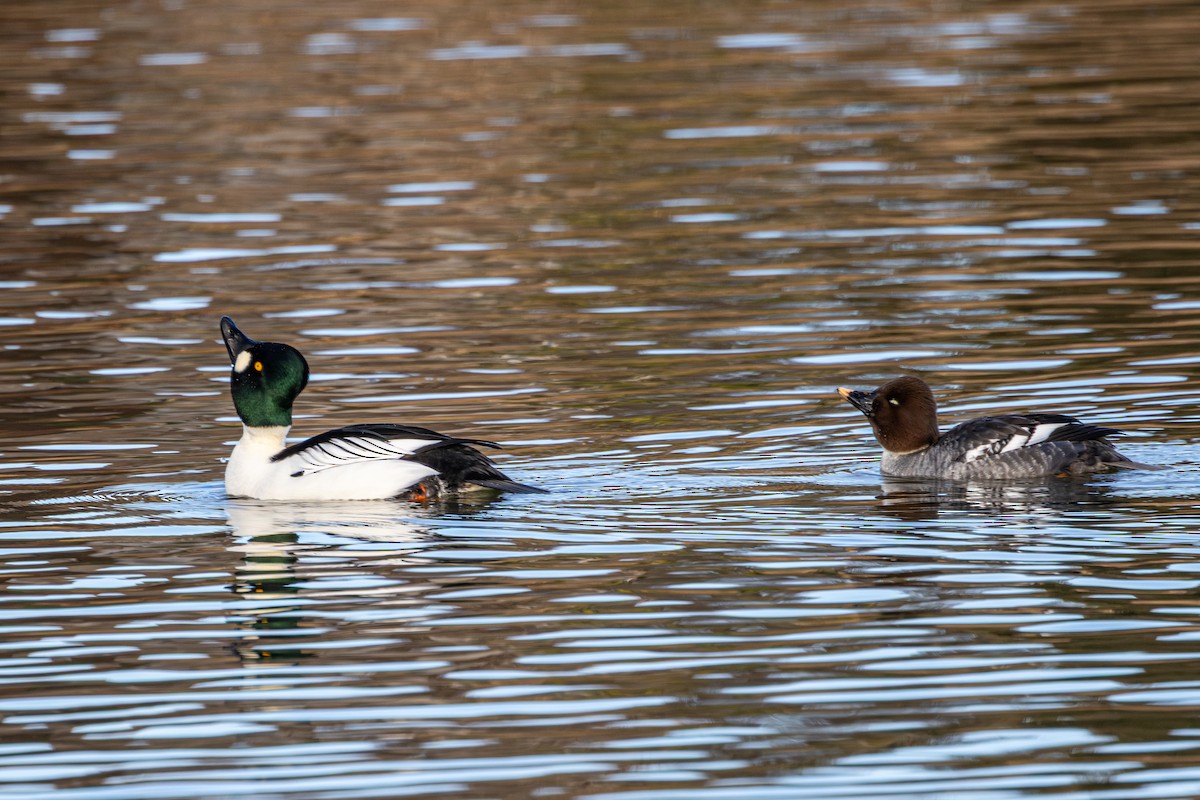 ホオジロガモ - ML647671387