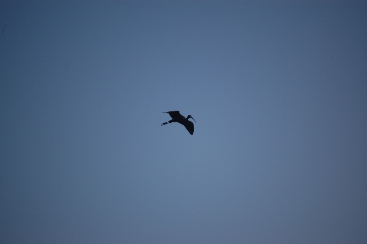 アカアシトキ - ML647671388