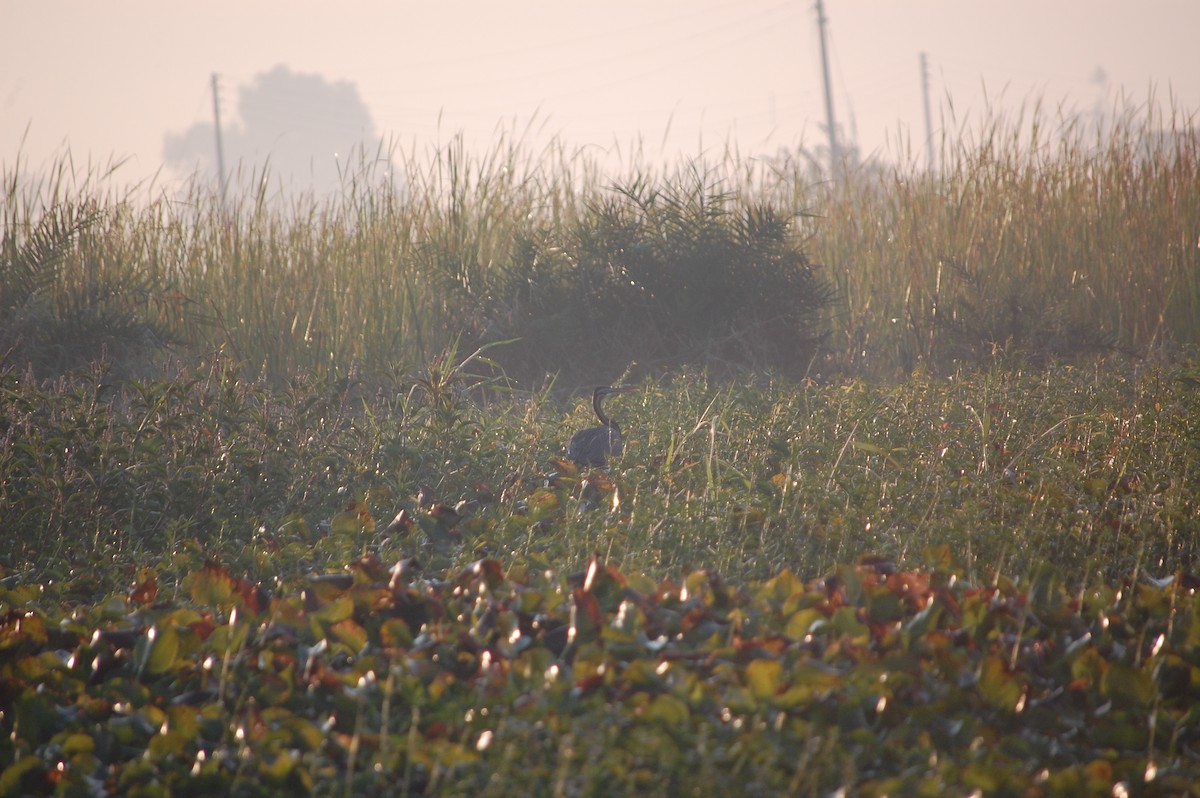 ムラサキサギ - ML647671389