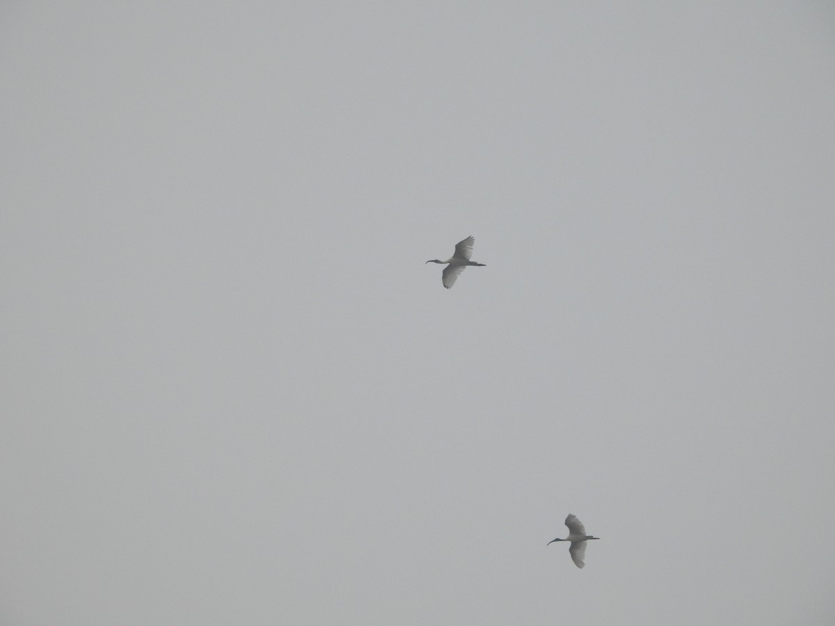 クロトキ - ML647671390