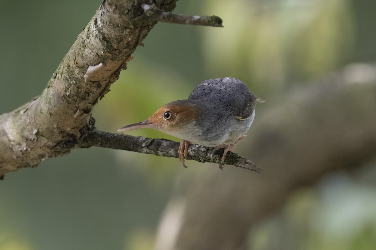 アカガオサイホウチョウ - ML647671392