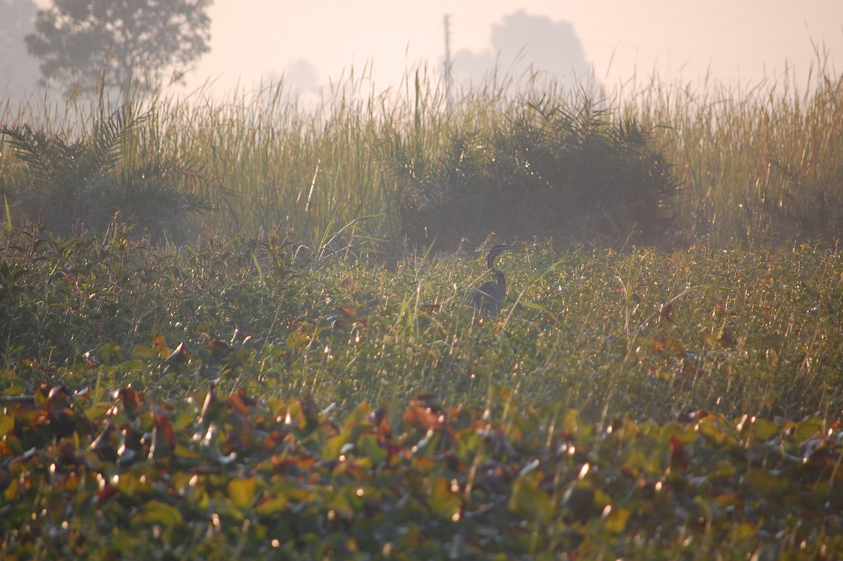 ムラサキサギ - ML647671396