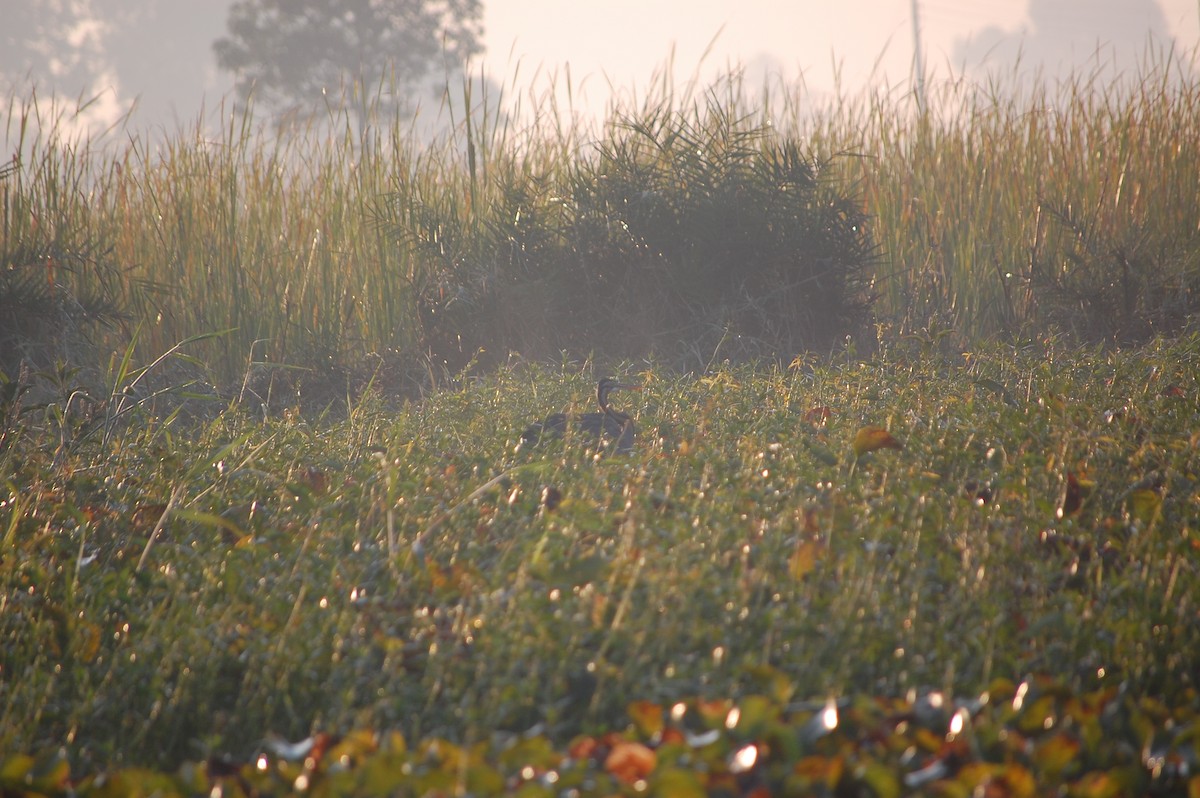 ムラサキサギ - ML647671397