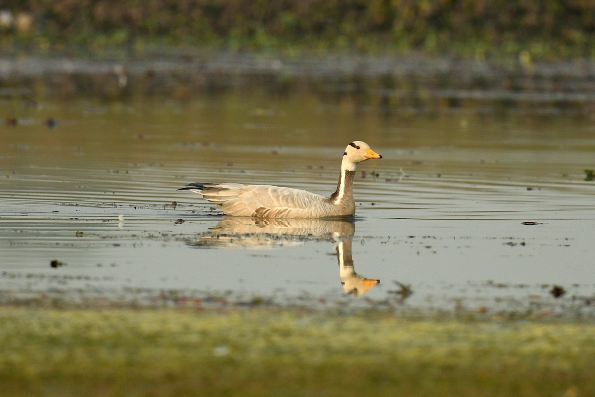 Oie à tête barrée - ML647671406
