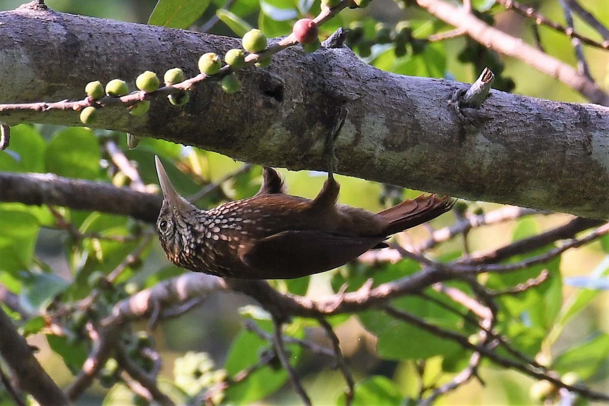 Straight-billed Woodcreeper - ML647671407