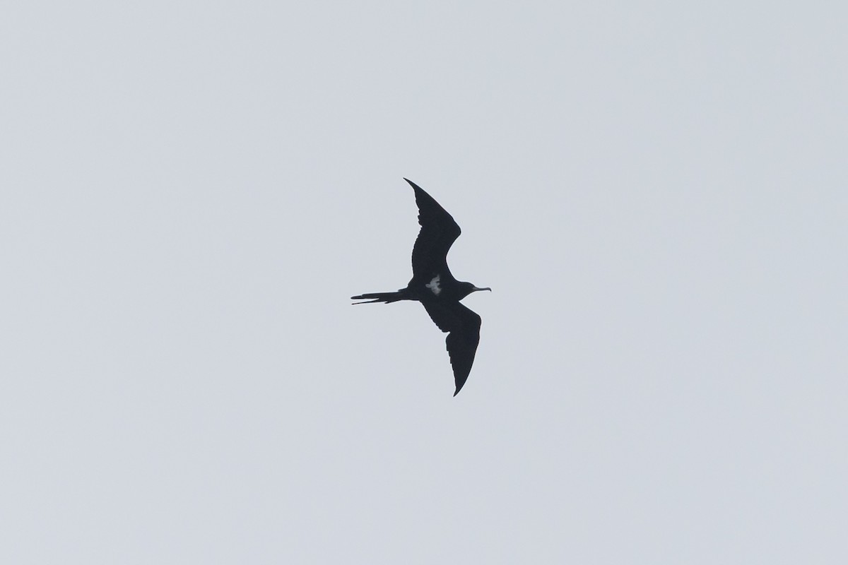 Fragata txikia - ML647671422