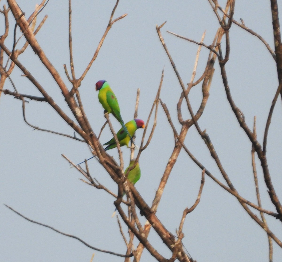 Erik Başlı Yeşil Papağan - ML647671424