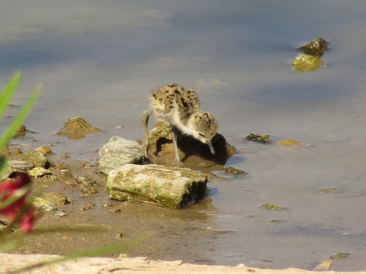 クロエリセイタカシギ - ML647671431