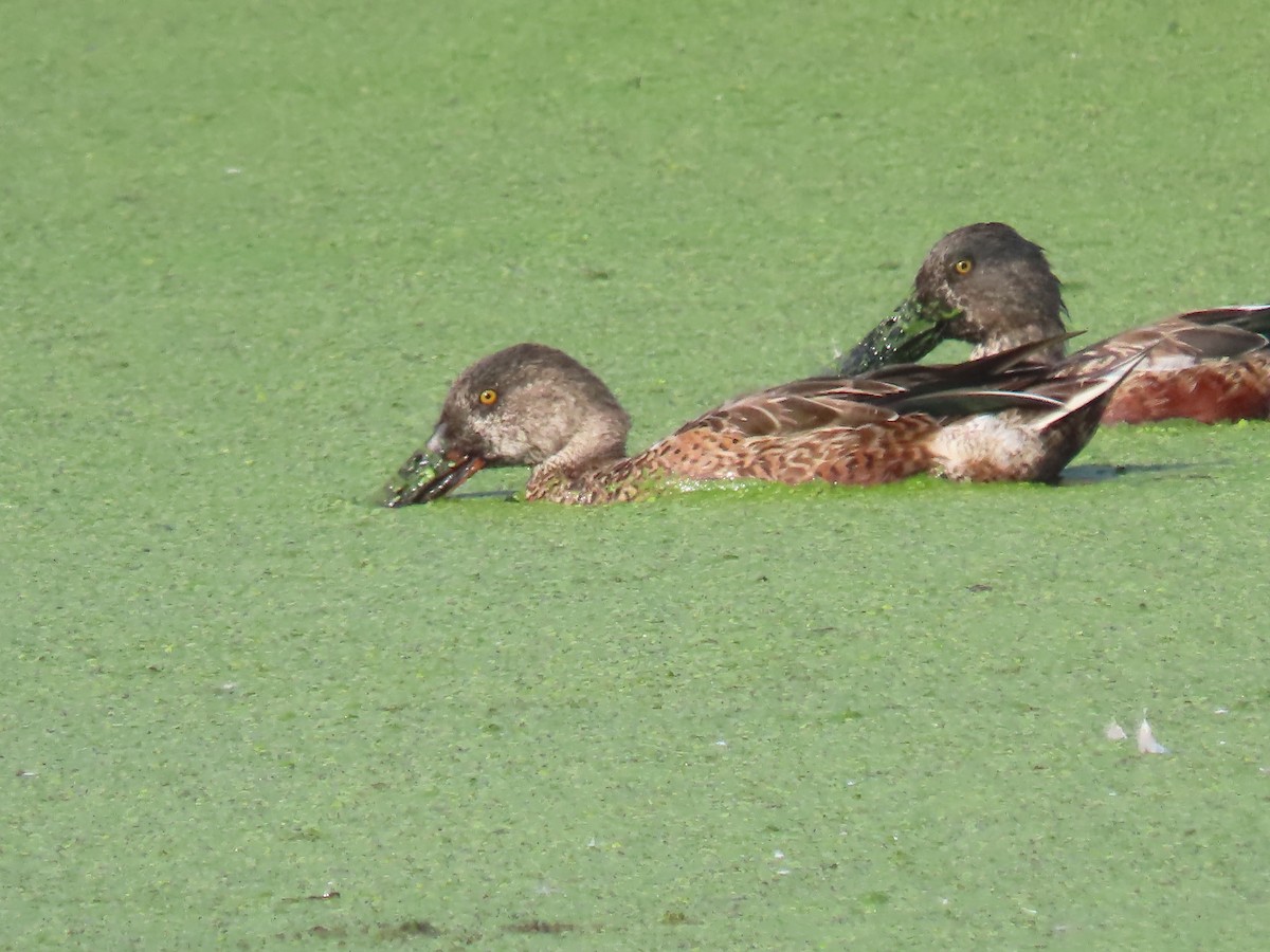 ハシビロガモ - ML647671432