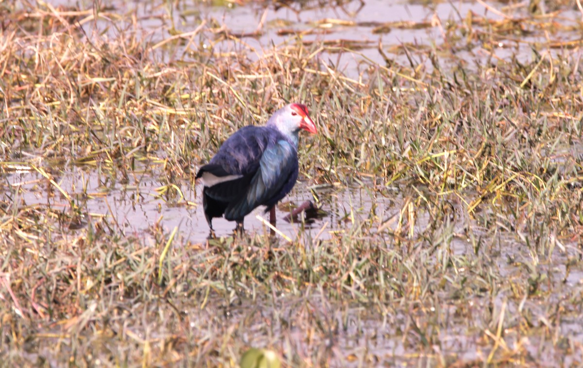 ハイガシラセイケイ - ML647671433