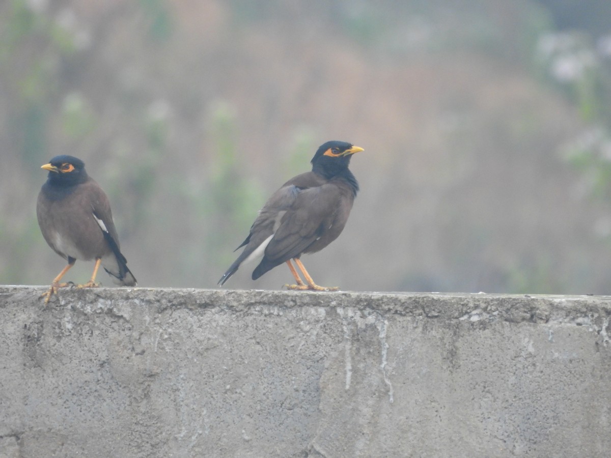 インドハッカ - ML647671434