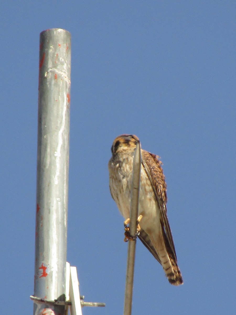 アメリカチョウゲンボウ - ML647671436