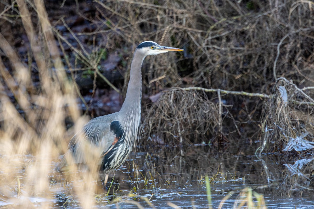 オオアオサギ - ML647671439