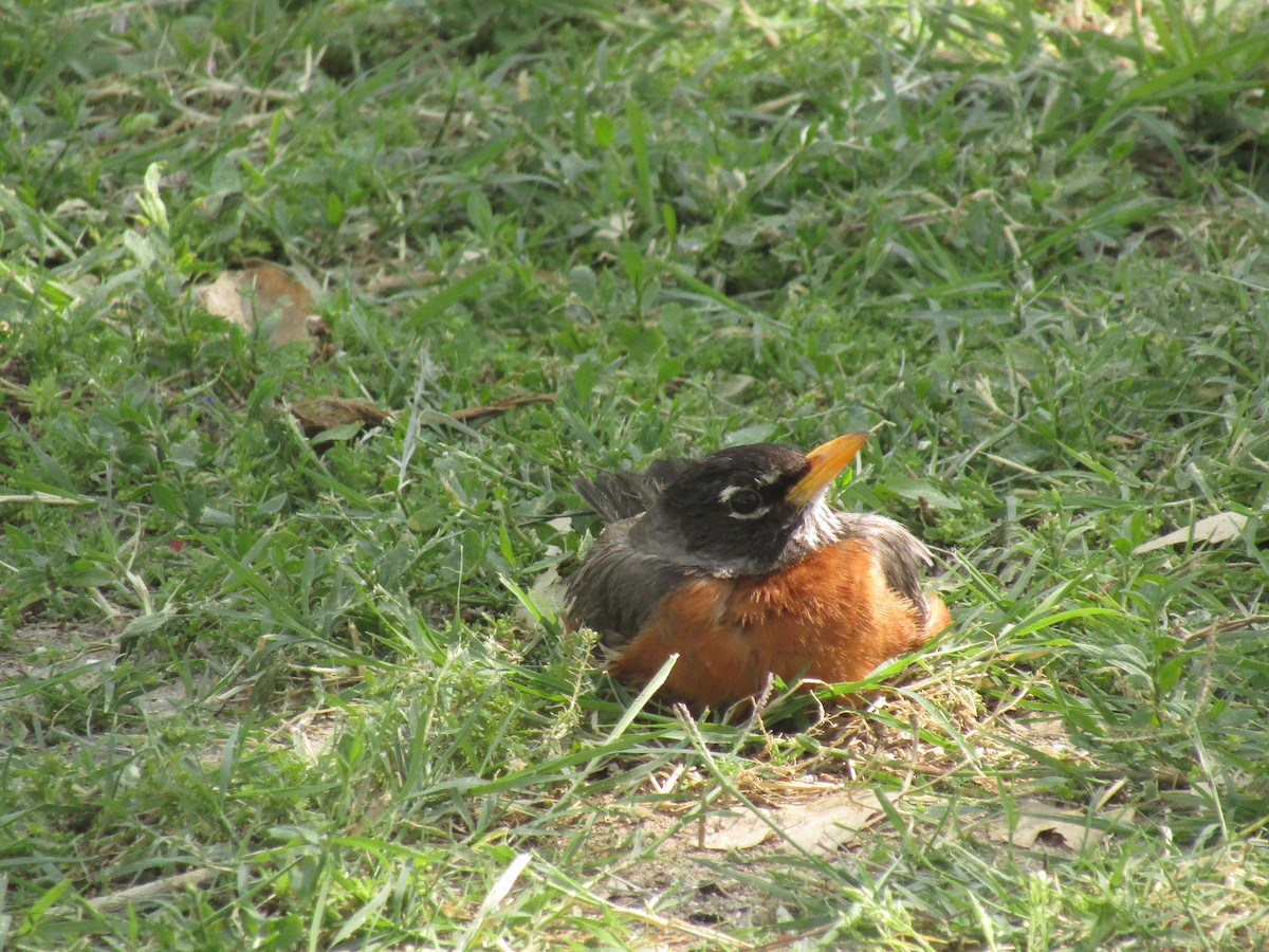 コマツグミ - ML647671441