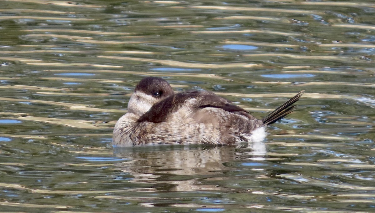 Schwarzkopf-Ruderente - ML647671442