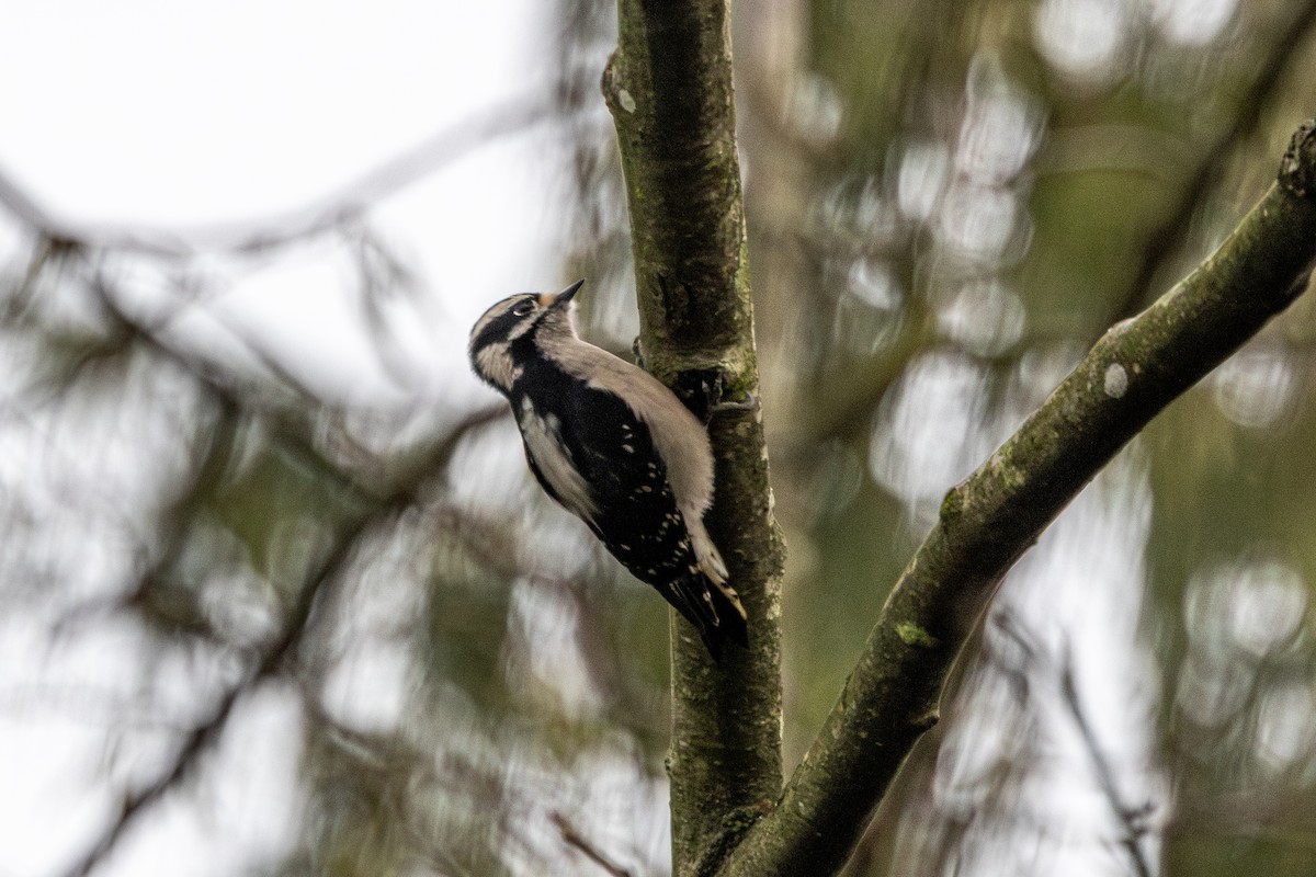 セジロコゲラ - ML647671443