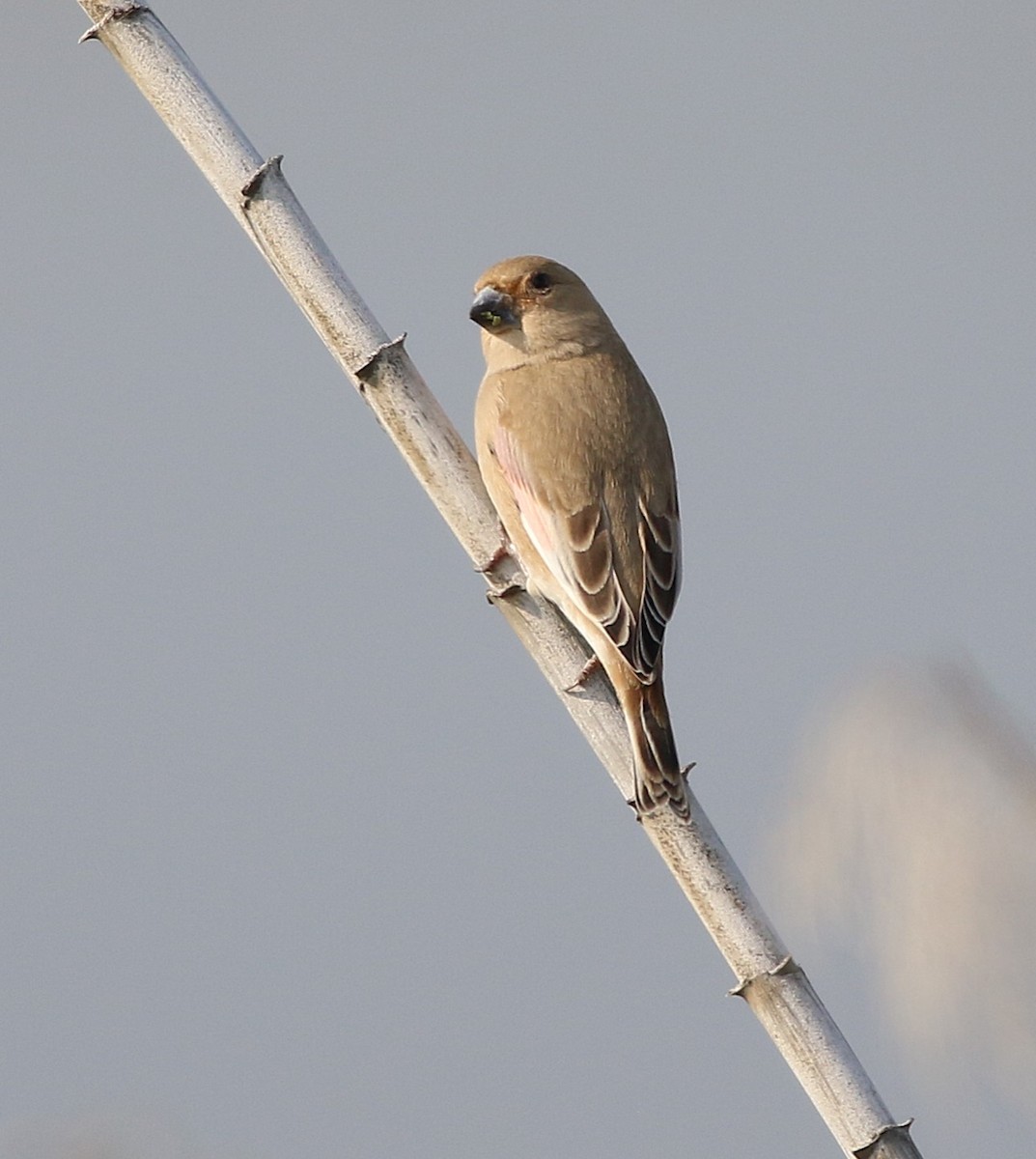 ハシグロナキマシコ - ML647671446