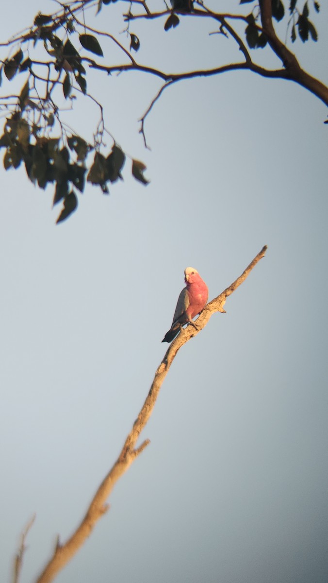 モモイロインコ - ML647671449