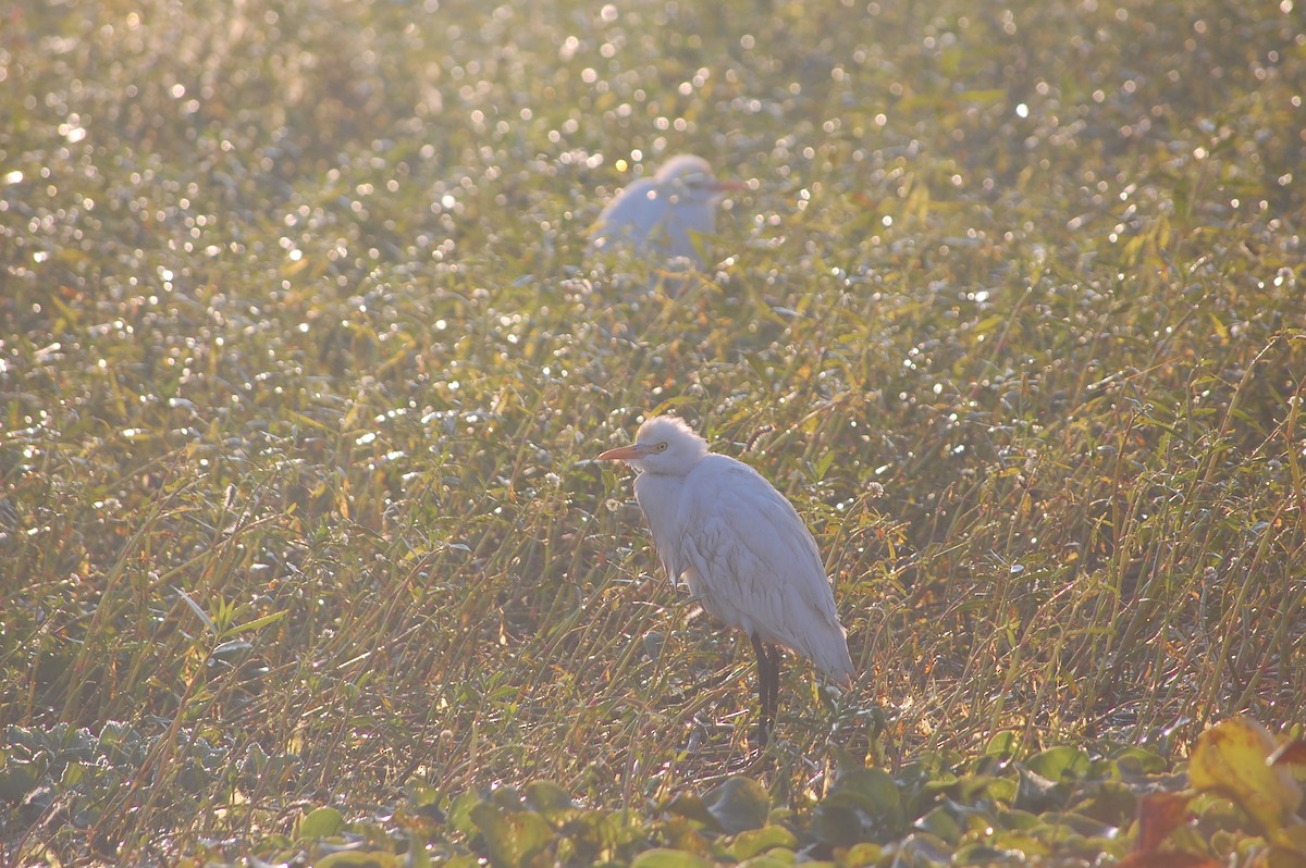 アマサギ - ML647671452