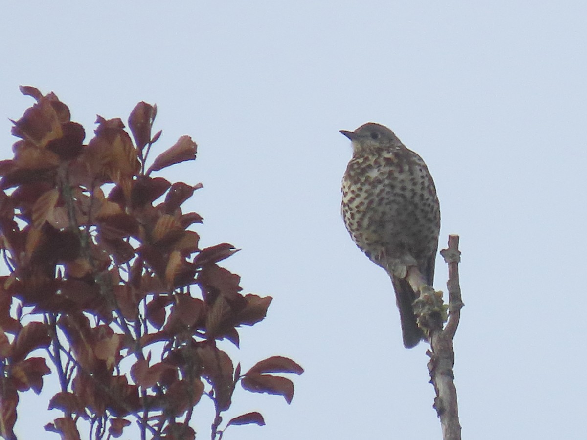 ヤドリギツグミ - ML647671453