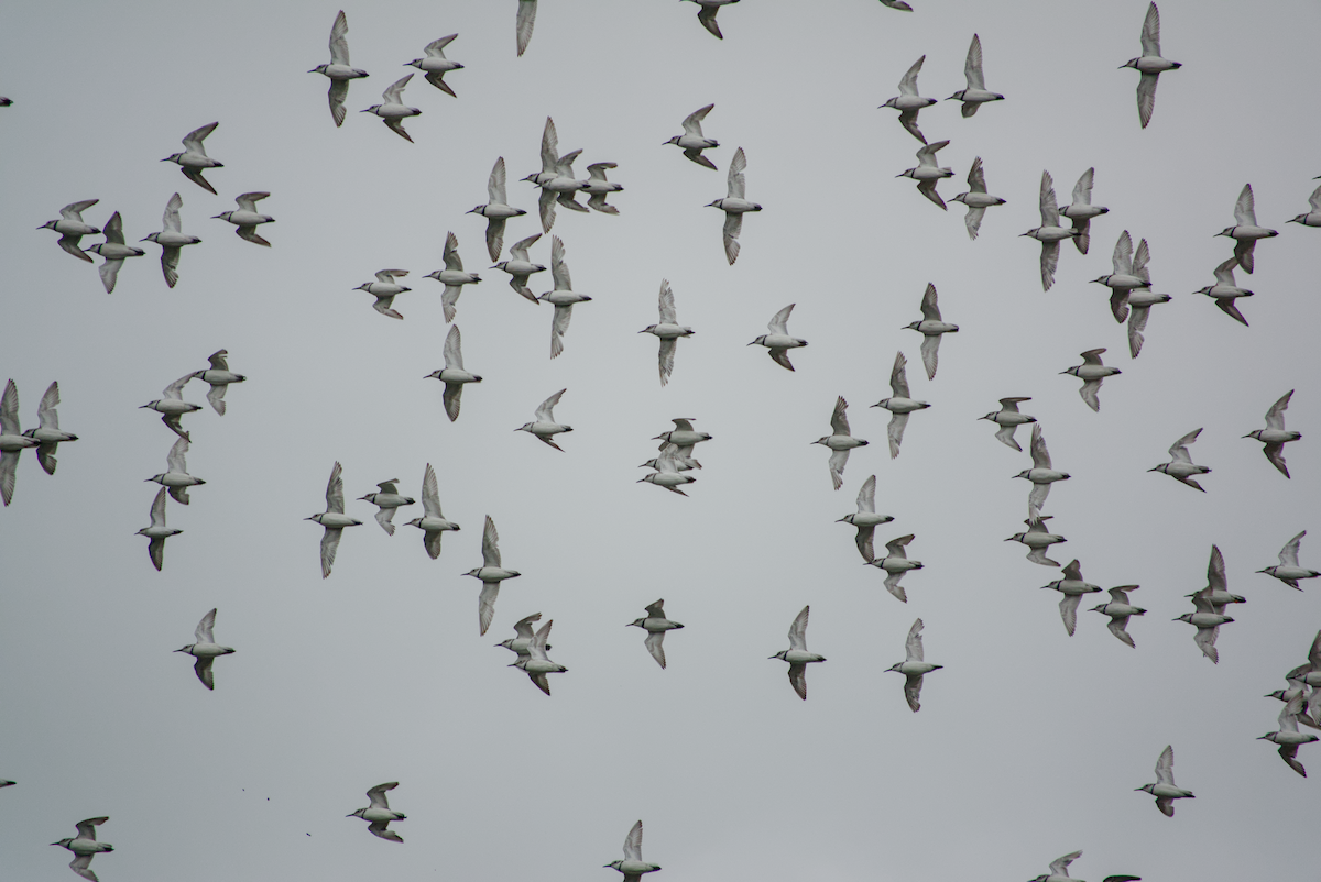 Пісочник криводзьобий - ML647671456