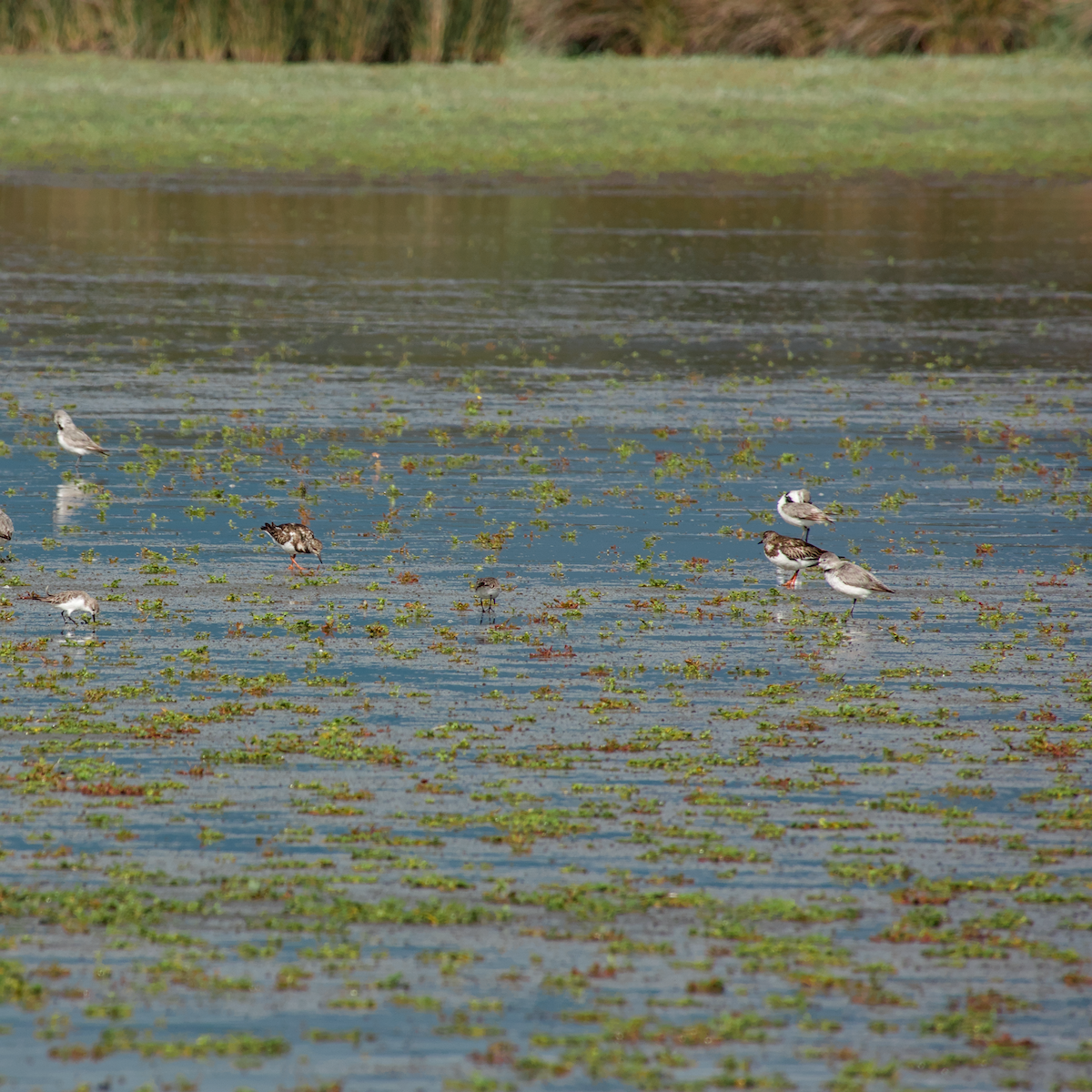 Ruddy Turnstone - ML647671459