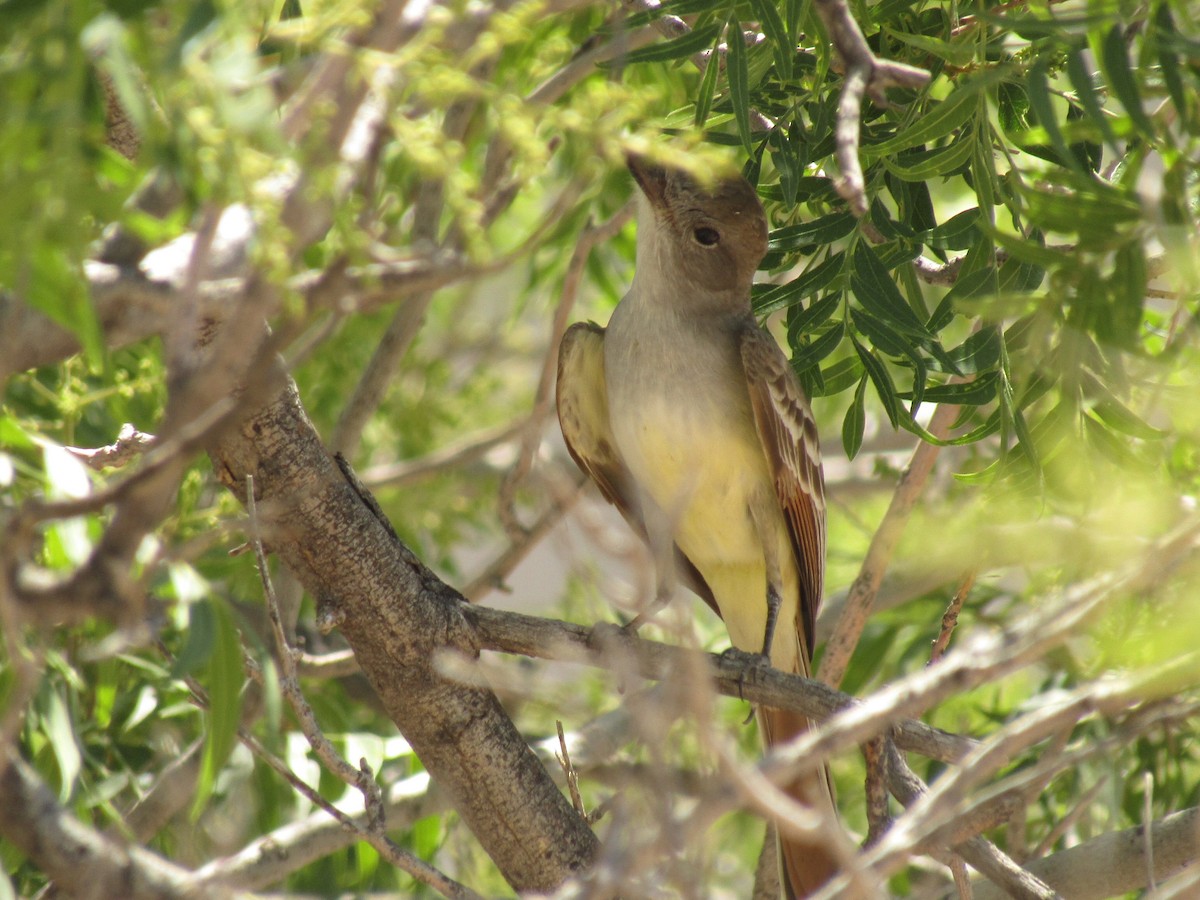 ハイノドヒタキモドキ - ML647671460